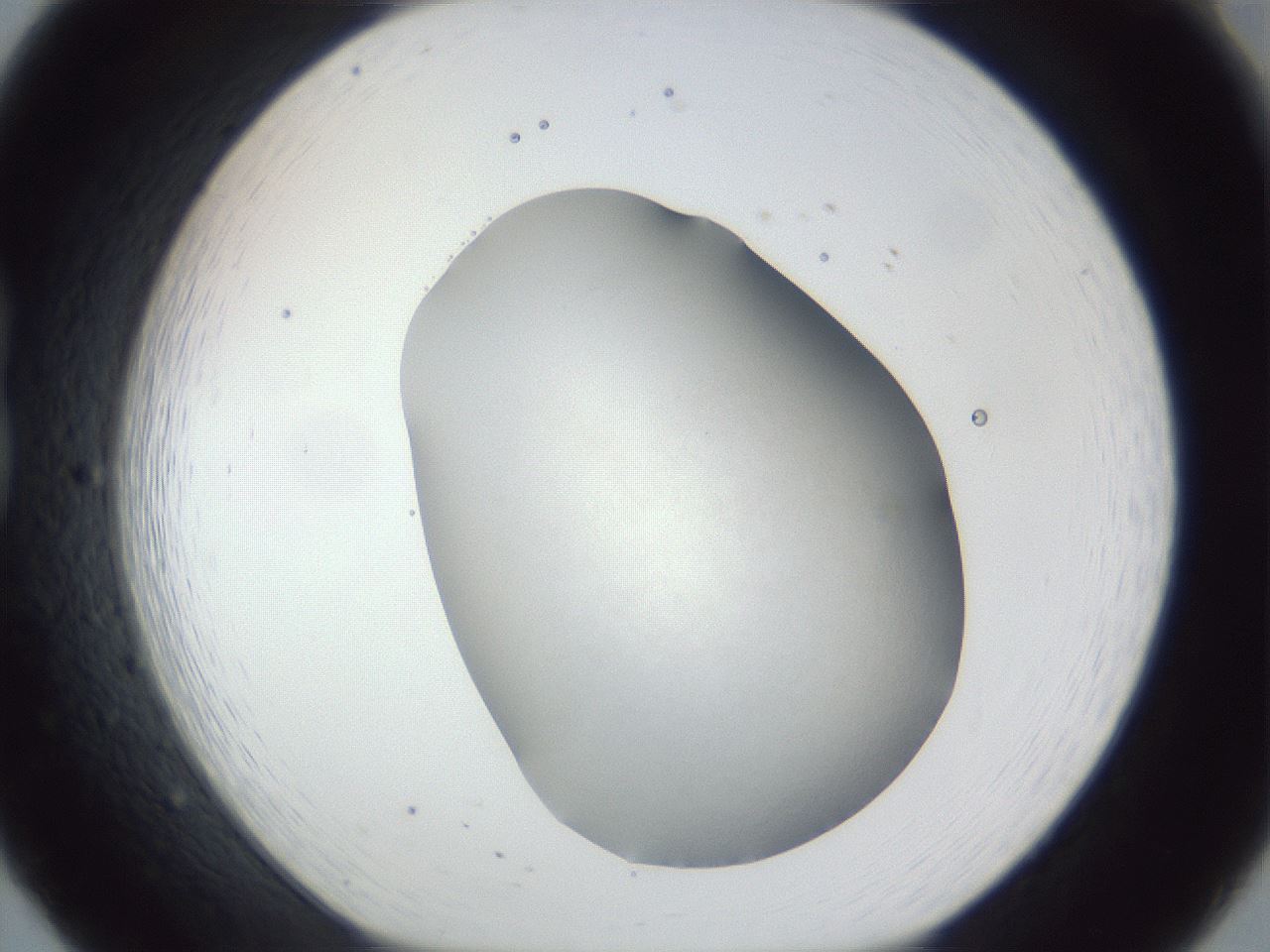 folderID52_plateID1052_batchID2254_wellNum20_profileID1_d1_r47543_ef.jpg