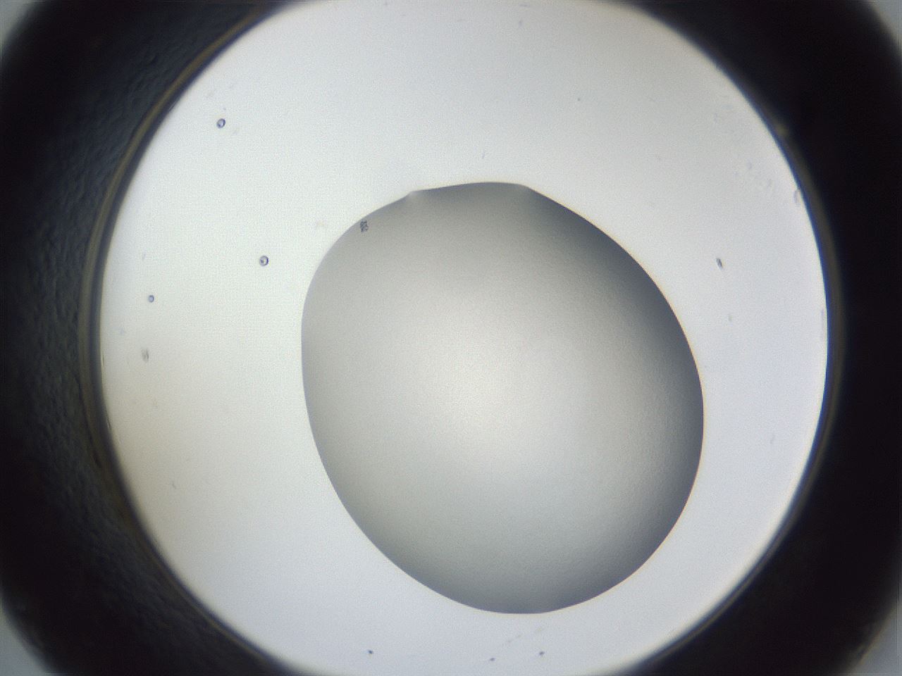 folderID52_plateID1052_batchID2254_wellNum20_profileID1_d2_r47544_ef.jpg