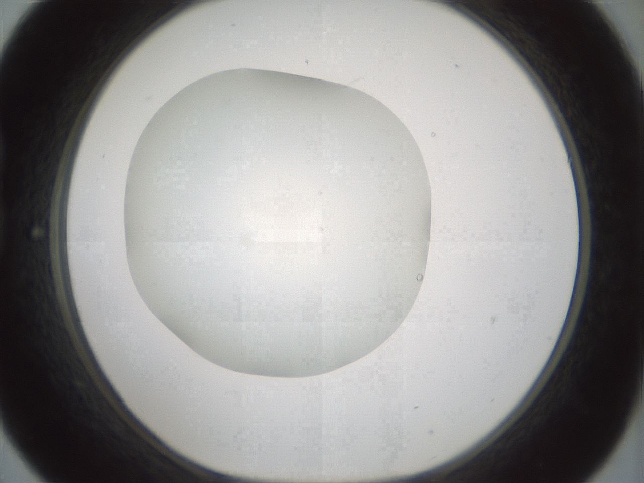 folderID431_plateID1431_batchID5431_wellNum21_profileID1_d1_r87809_ef.jpg