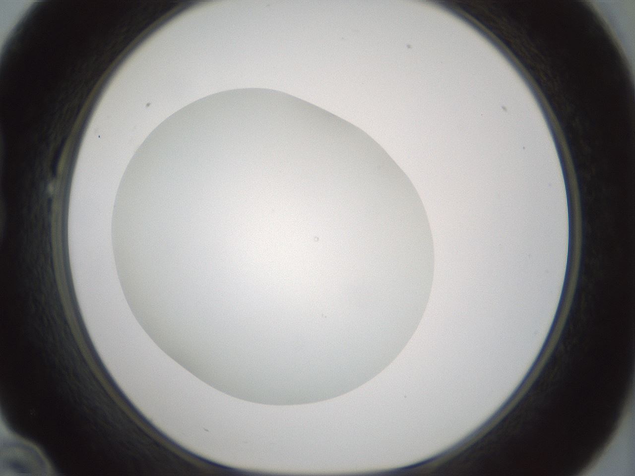 folderID431_plateID1431_batchID5431_wellNum22_profileID1_d1_r87811_ef.jpg