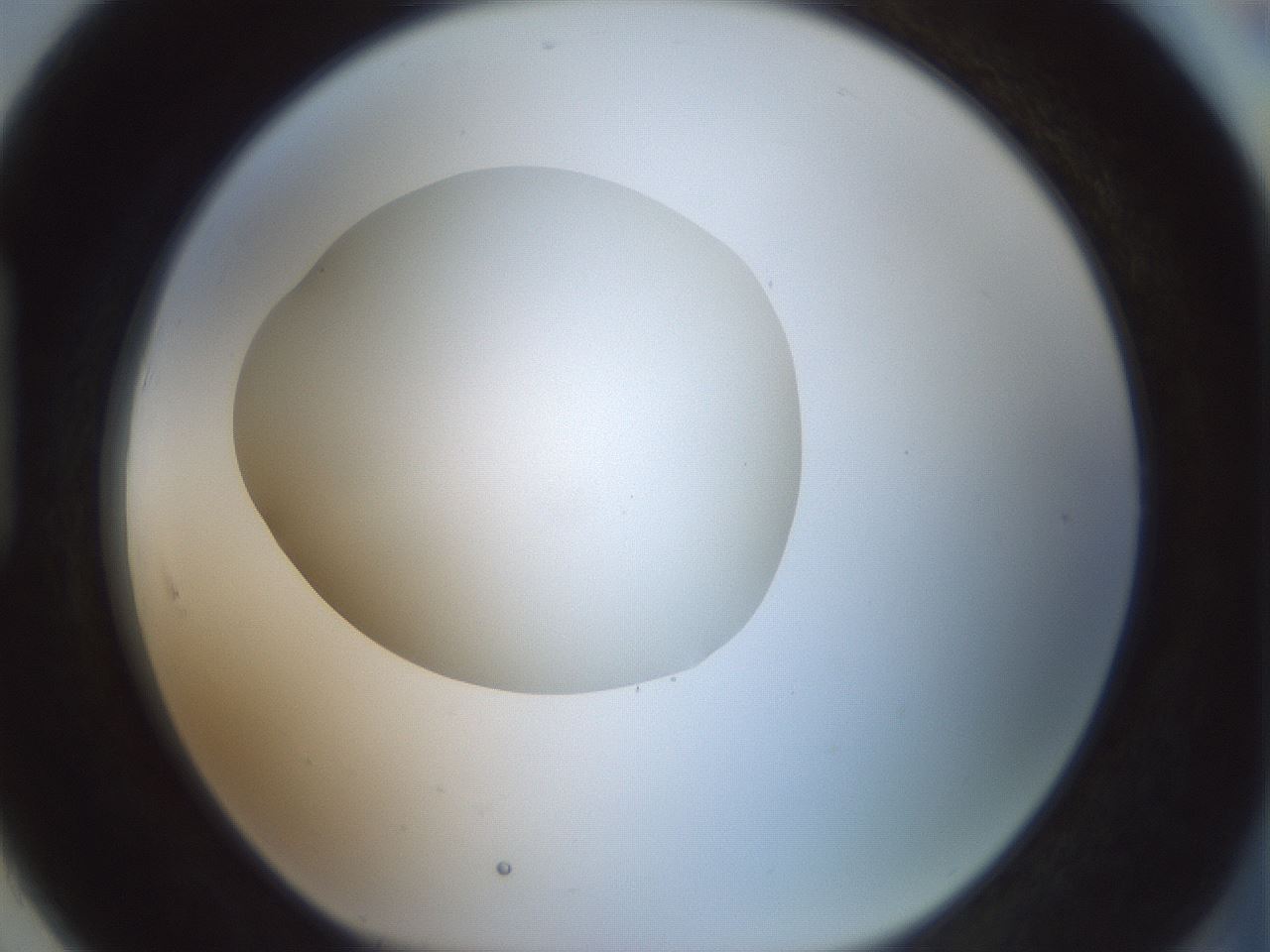 folderID430_plateID1430_batchID5437_wellNum91_profileID1_d1_r89677_ef.jpg