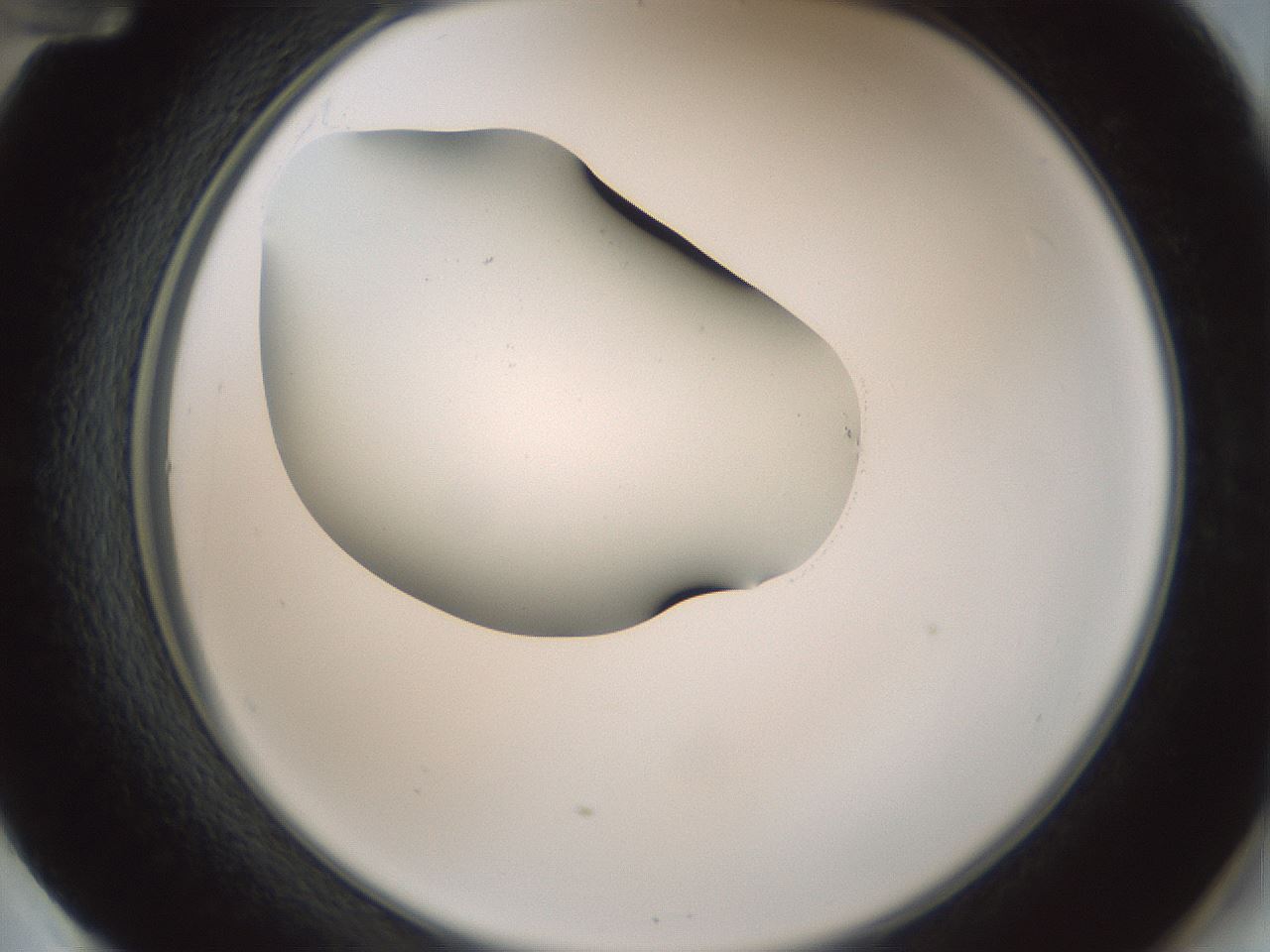 folderID431_plateID1431_batchID5431_wellNum60_profileID1_d2_r87888_ef.jpg