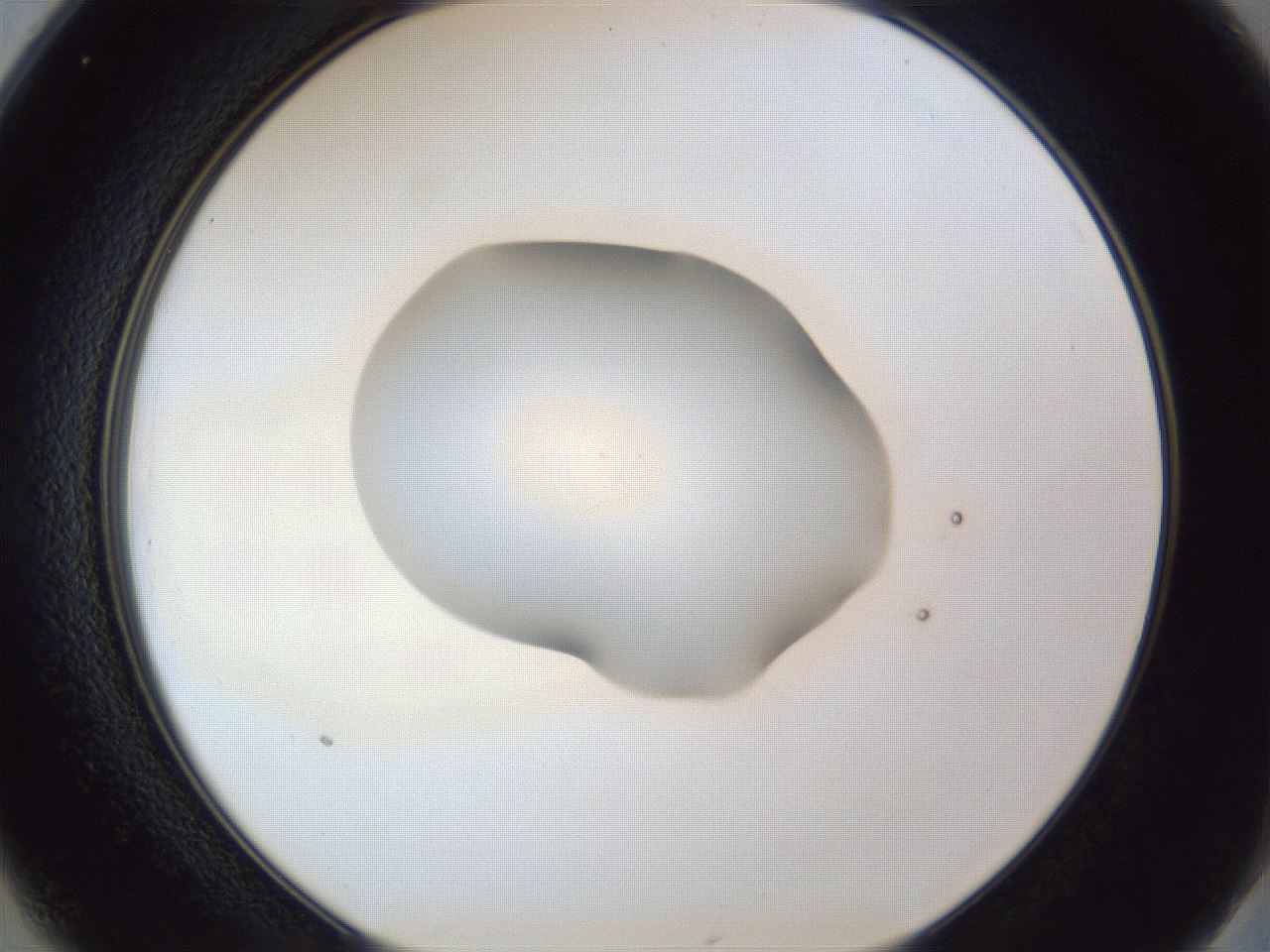 folderID52_plateID1052_batchID2254_wellNum25_profileID1_d2_r47554_ef.jpg