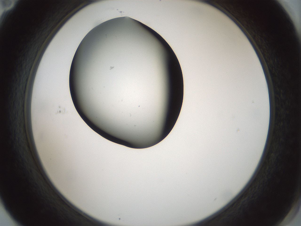 folderID431_plateID1431_batchID5431_wellNum71_profileID1_d2_r87910_ef.jpg