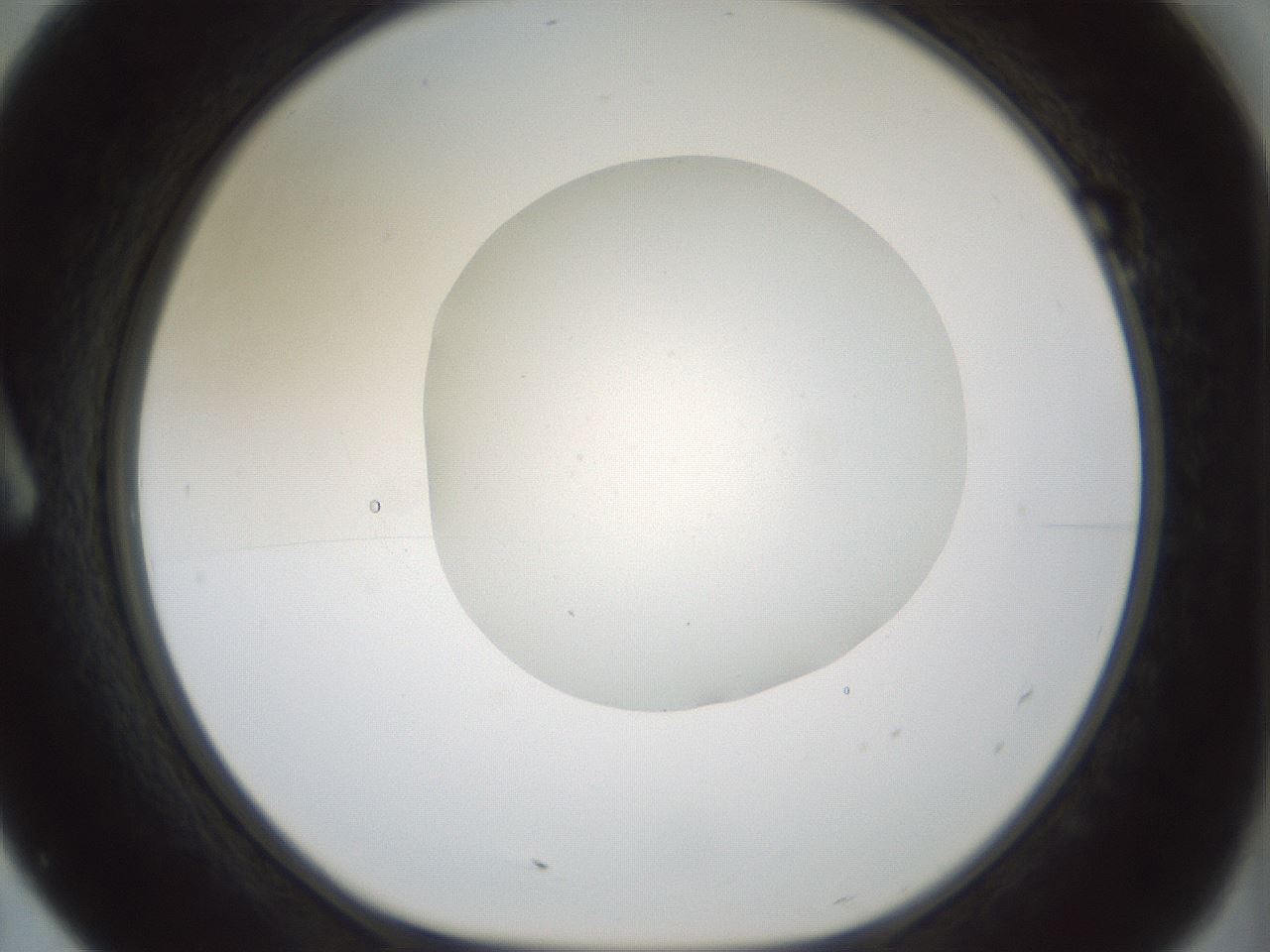 folderID431_plateID1431_batchID5431_wellNum7_profileID1_d1_r87781_ef.jpg