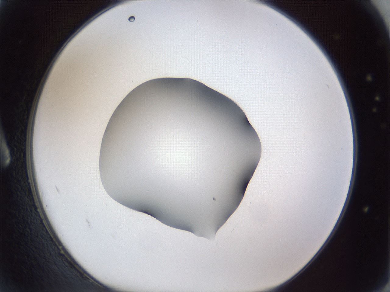 folderID52_plateID1052_batchID2254_wellNum2_profileID1_d1_r47507_ef.jpg