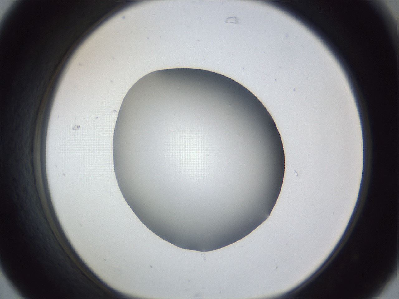 folderID52_plateID1052_batchID2254_wellNum31_profileID1_d1_r47565_ef.jpg