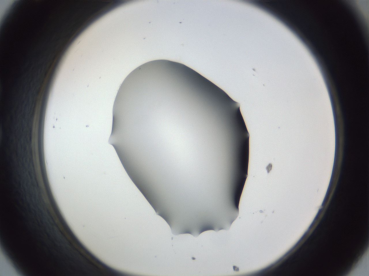folderID52_plateID1052_batchID2254_wellNum32_profileID1_d1_r47567_ef.jpg