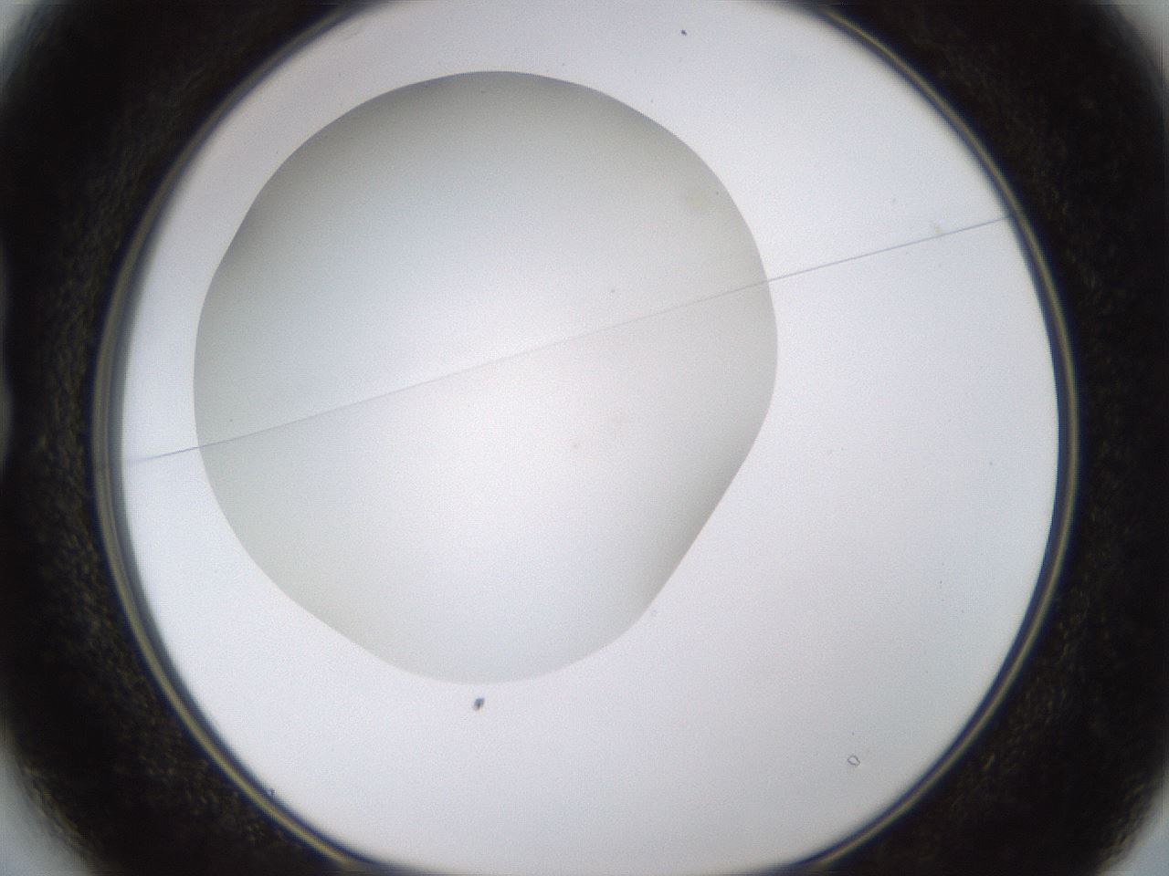 folderID432_plateID1432_batchID5439_wellNum13_profileID1_d1_r87985_ef.jpg