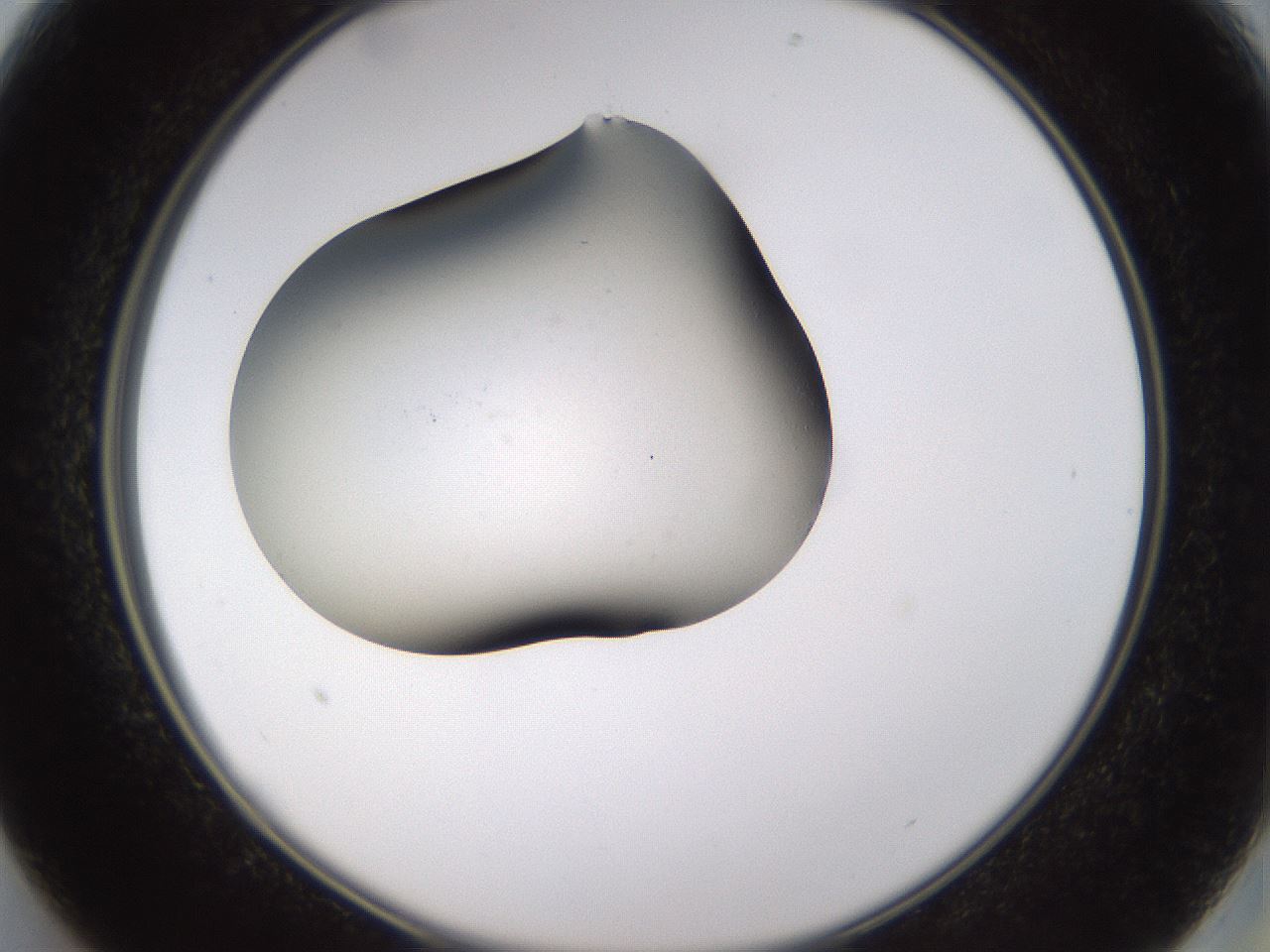 folderID432_plateID1432_batchID5439_wellNum13_profileID1_d2_r87986_ef.jpg