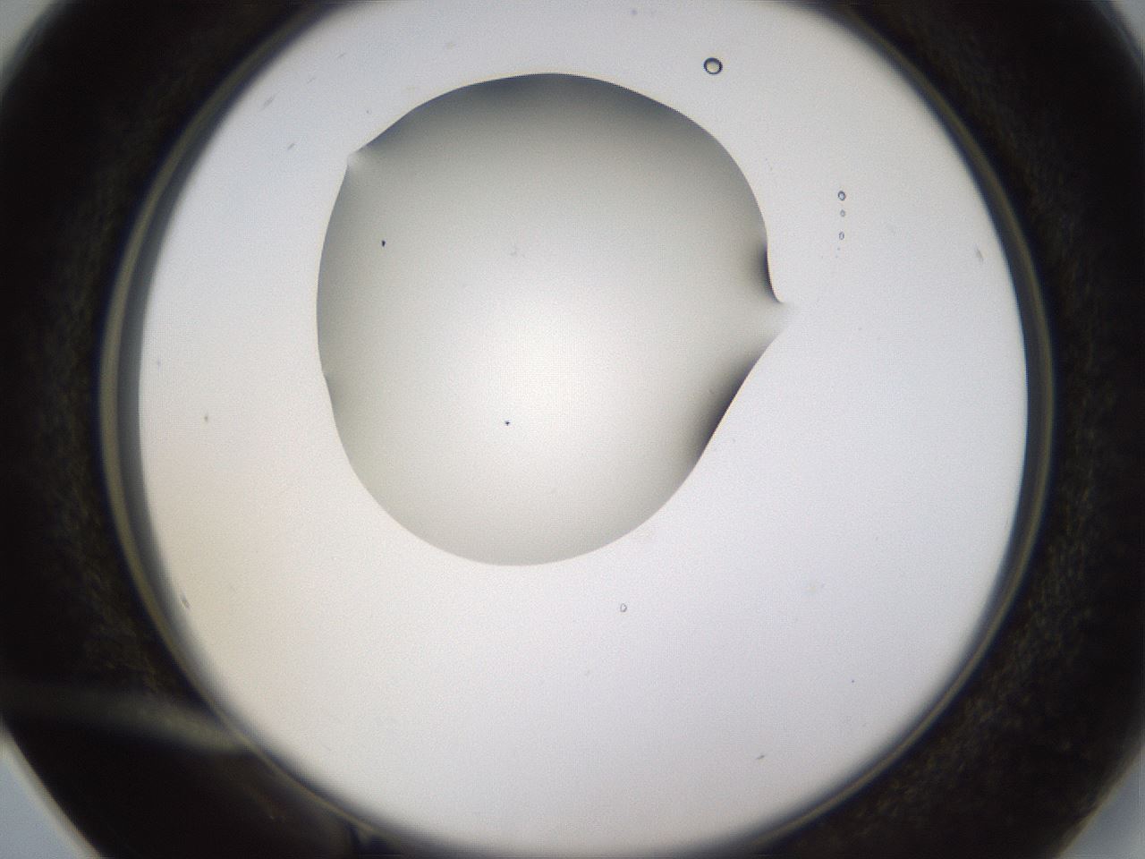 folderID432_plateID1432_batchID5439_wellNum16_profileID1_d2_r87992_ef.jpg
