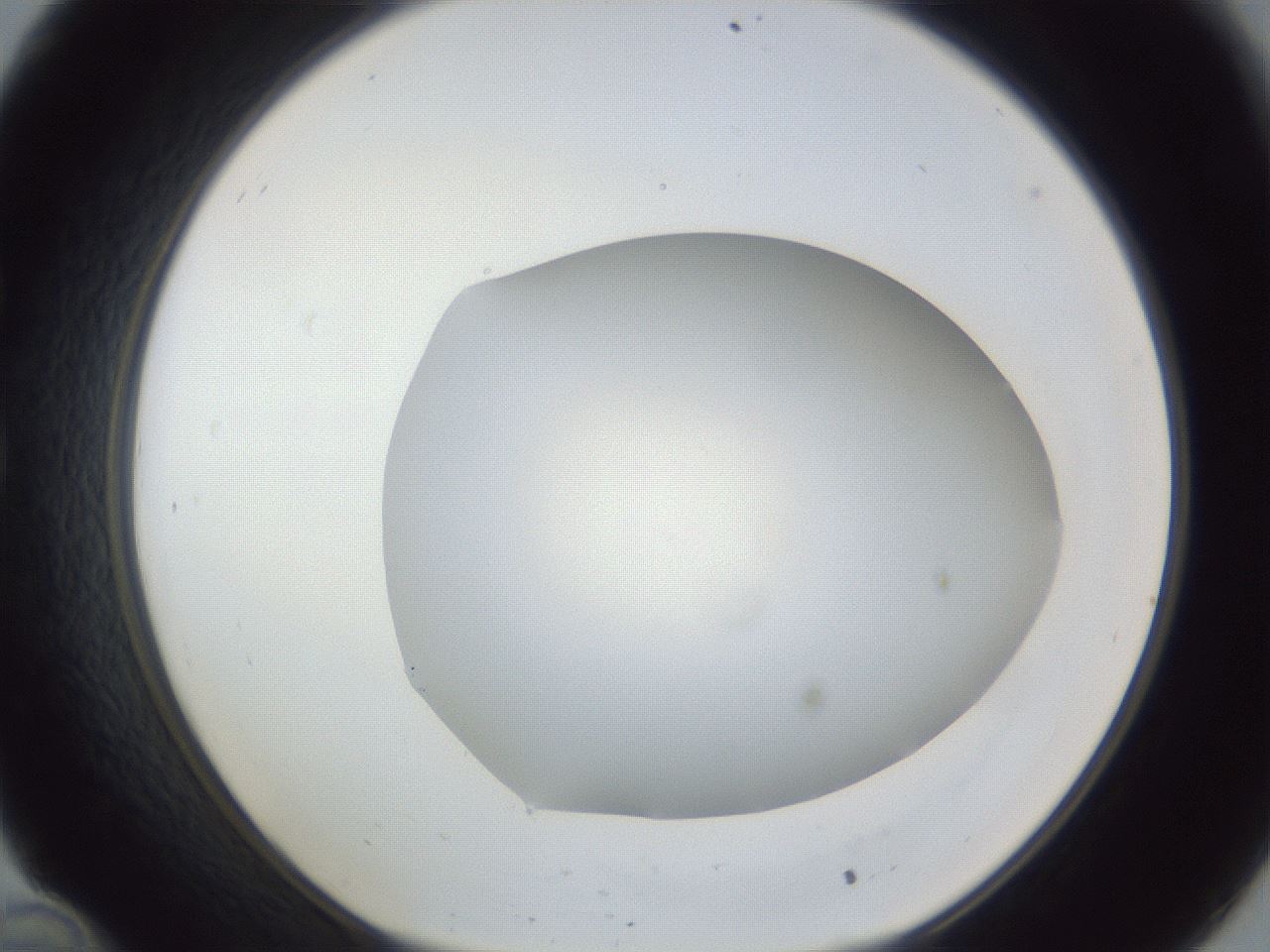 folderID52_plateID1052_batchID2254_wellNum34_profileID1_d1_r47571_ef.jpg