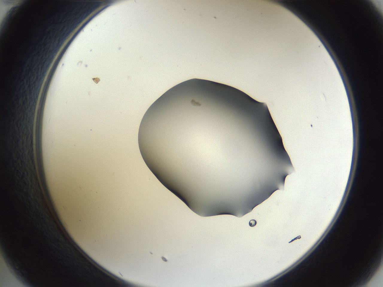 folderID52_plateID1052_batchID2254_wellNum35_profileID1_d2_r47574_ef.jpg