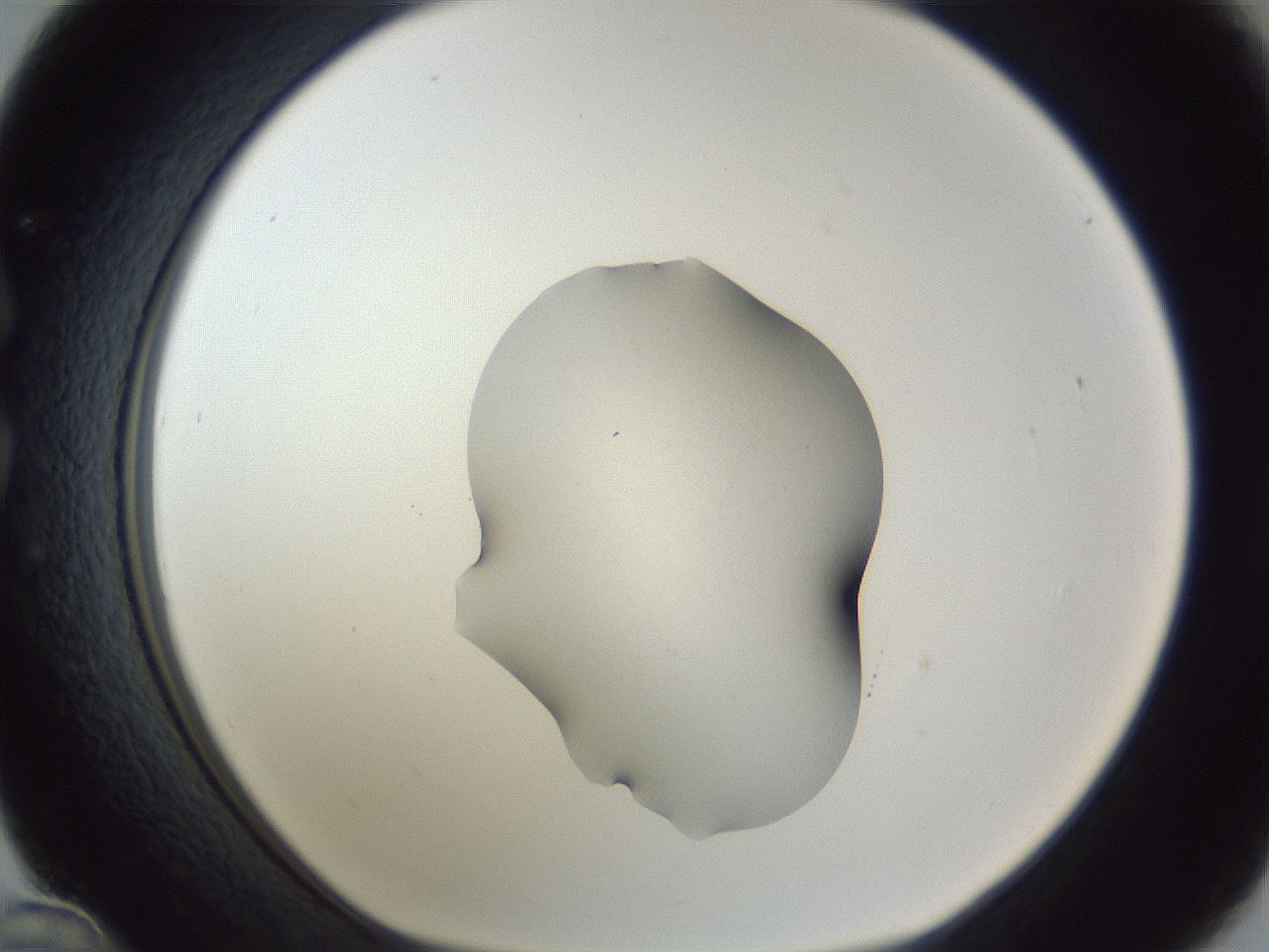 folderID52_plateID1052_batchID2254_wellNum36_profileID1_d1_r47575_ef.jpg