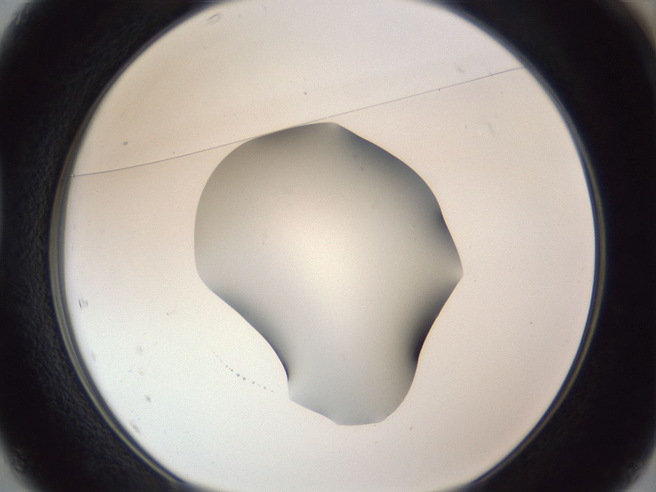 folderID52_plateID1052_batchID2254_wellNum37_profileID1_d1_r47577_ef.jpg
