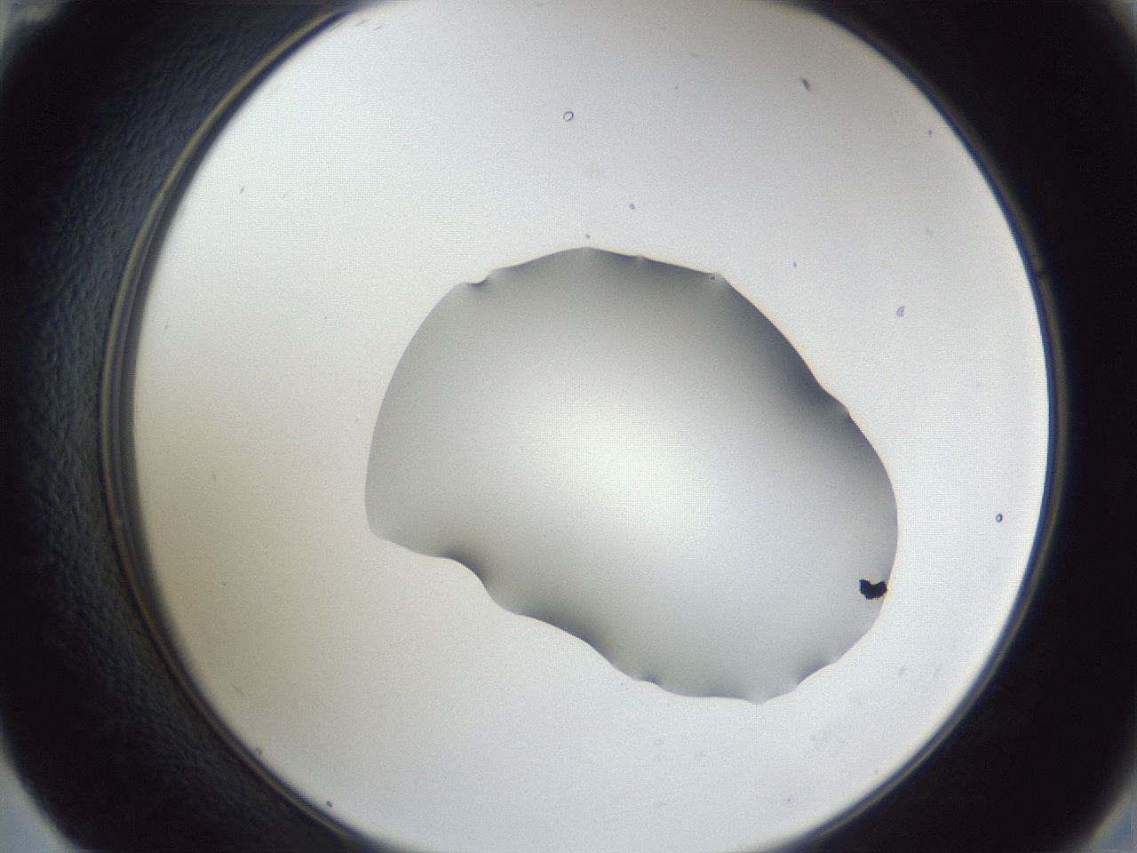 folderID52_plateID1052_batchID2254_wellNum59_profileID1_d2_r47622_ef.jpg