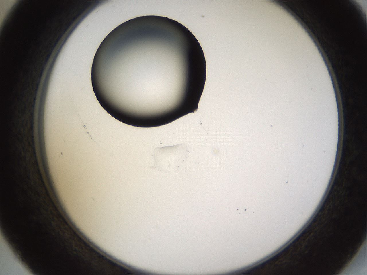 folderID432_plateID1432_batchID5439_wellNum45_profileID1_d2_r88050_ef.jpg