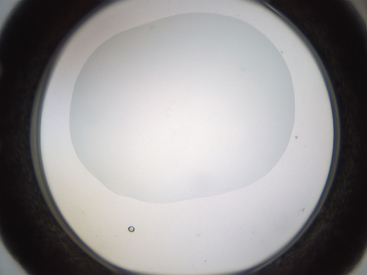 folderID432_plateID1432_batchID5439_wellNum52_profileID1_d1_r88063_ef.jpg