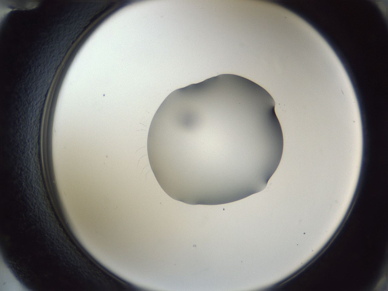 folderID52_plateID1052_batchID2254_wellNum72_profileID1_d2_r47648_ef.jpg