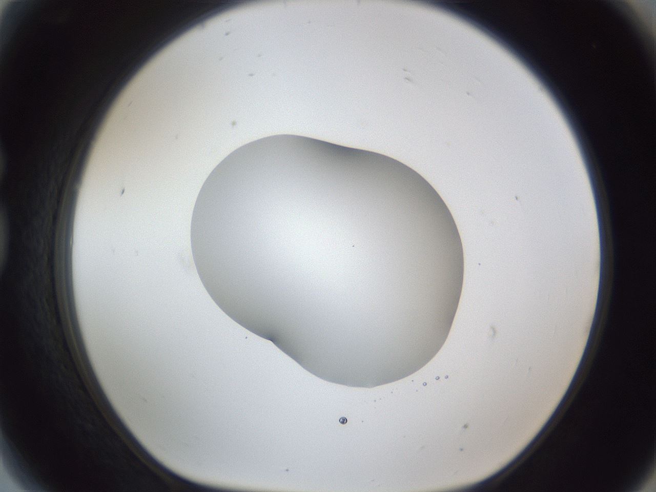 folderID52_plateID1052_batchID2254_wellNum81_profileID1_d1_r47665_ef.jpg