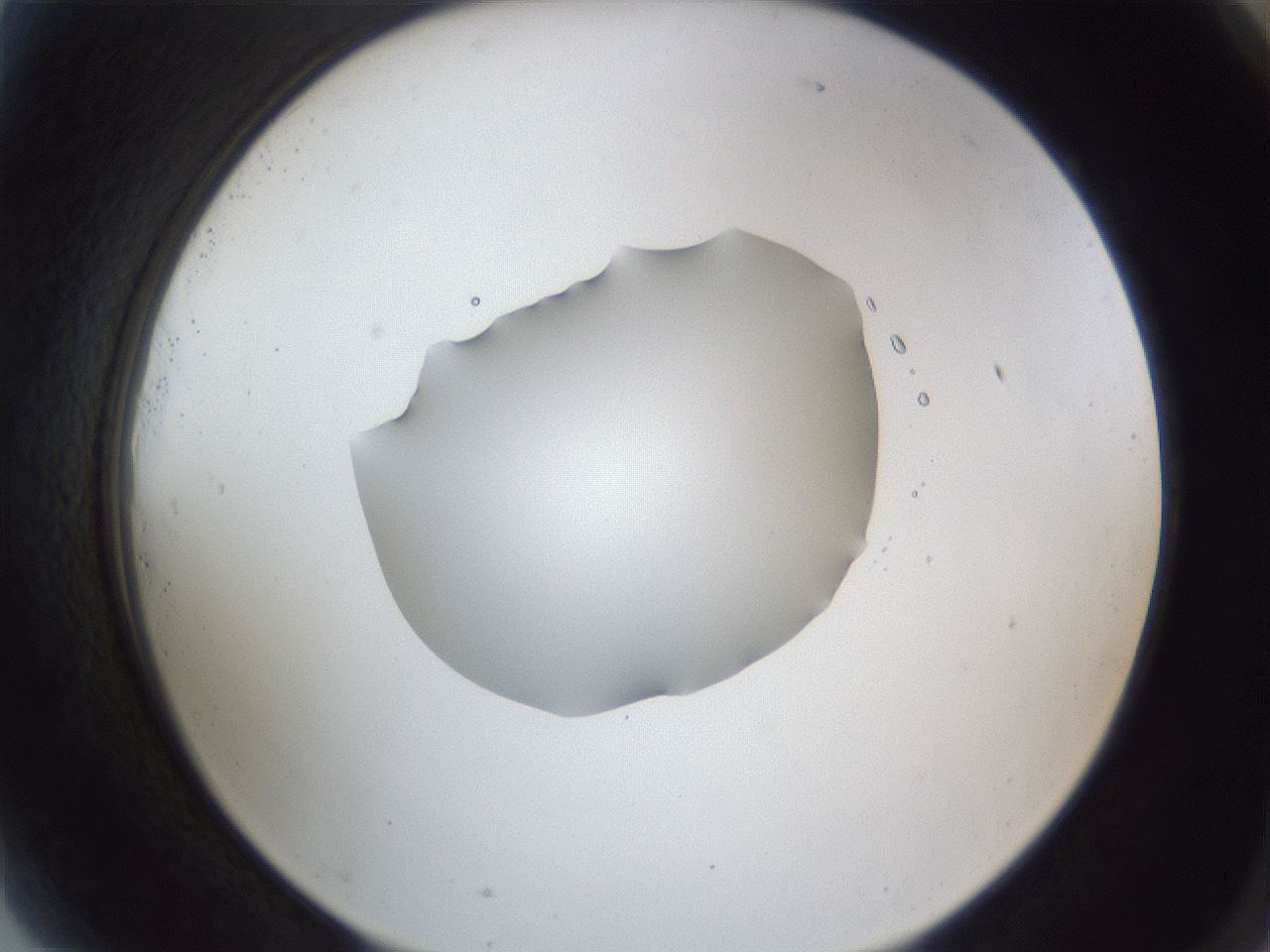 folderID52_plateID1052_batchID2254_wellNum81_profileID1_d2_r47666_ef.jpg