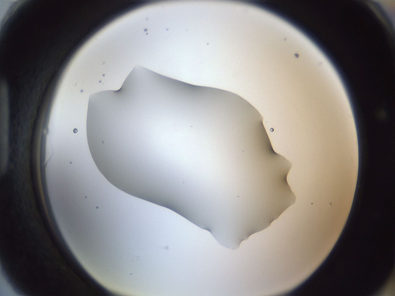 folderID52_plateID1052_batchID2254_wellNum90_profileID1_d1_r47683_ef.jpg