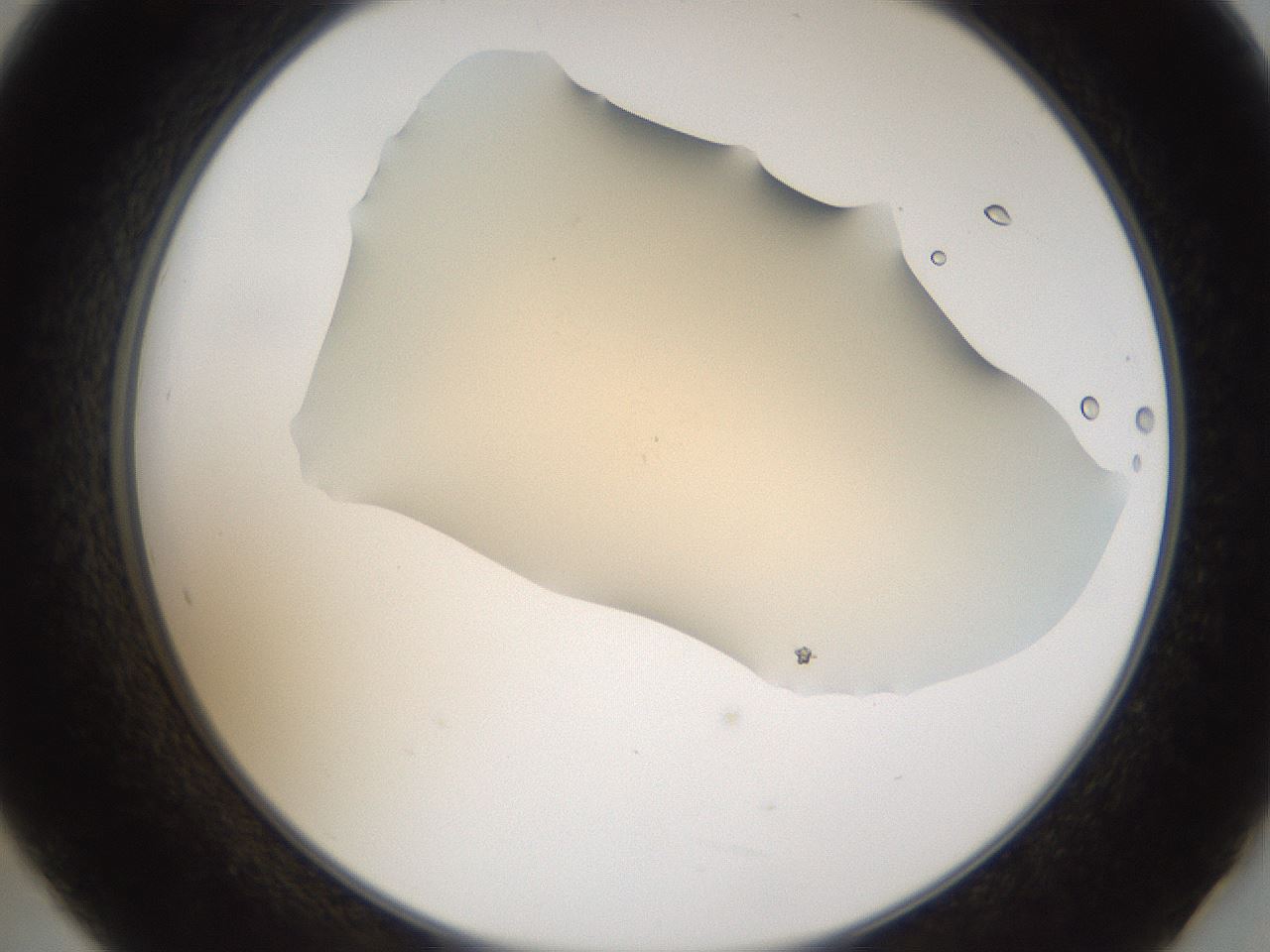 folderID52_plateID2052_batchID9022_wellNum21_profileID1_d2_r138464_ef.jpg