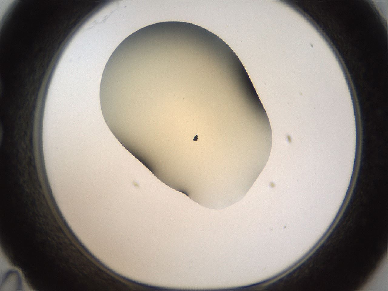 folderID52_plateID2052_batchID9022_wellNum35_profileID1_d1_r138491_ef.jpg