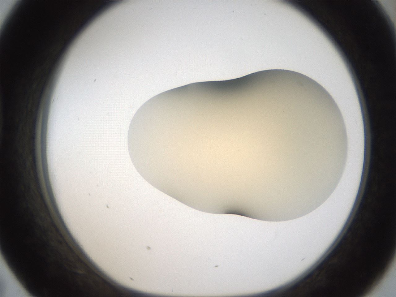 folderID52_plateID2052_batchID9022_wellNum43_profileID1_d1_r138507_ef.jpg