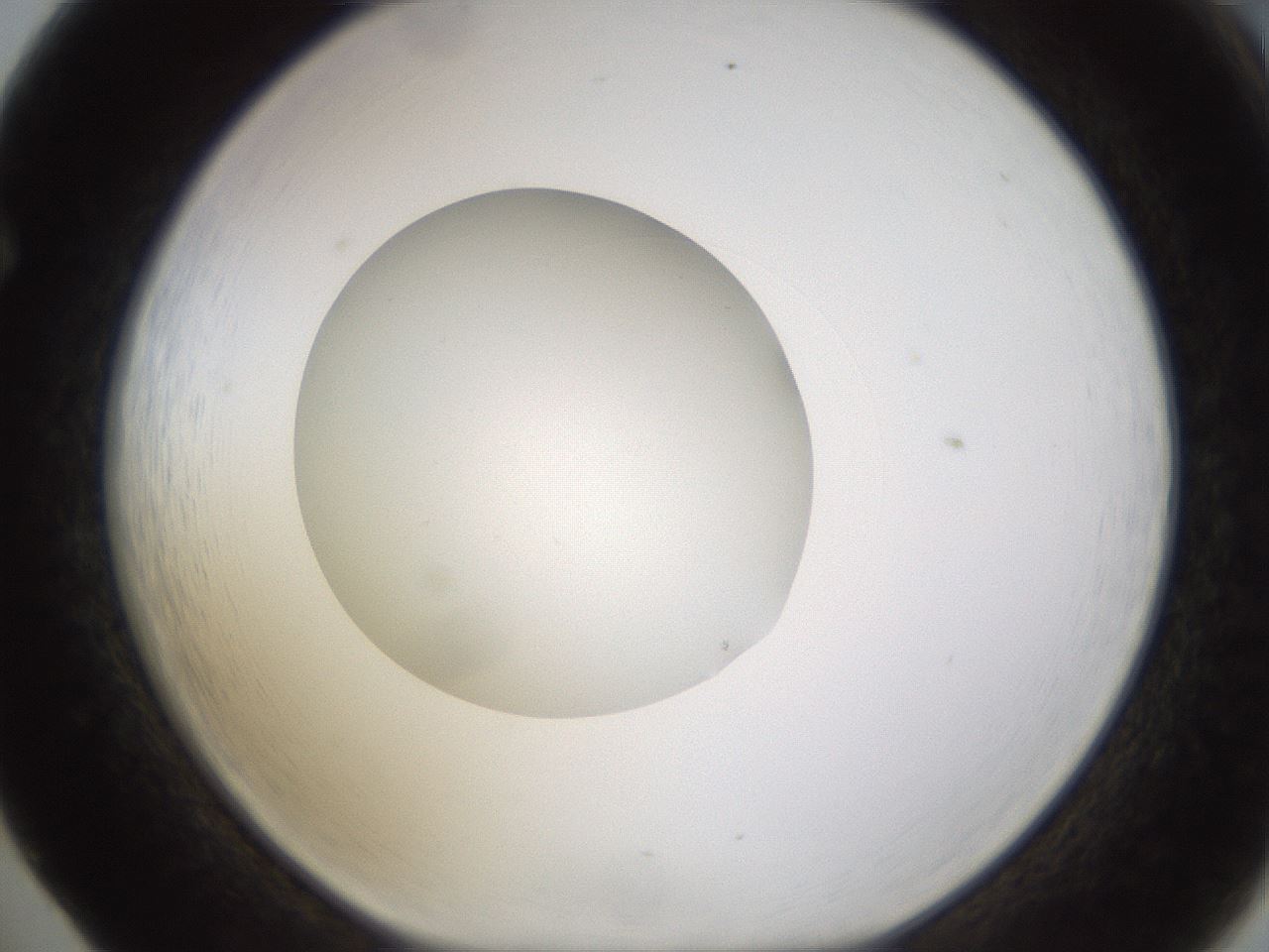 folderID432_plateID1432_batchID5439_wellNum65_profileID1_d1_r88089_ef.jpg