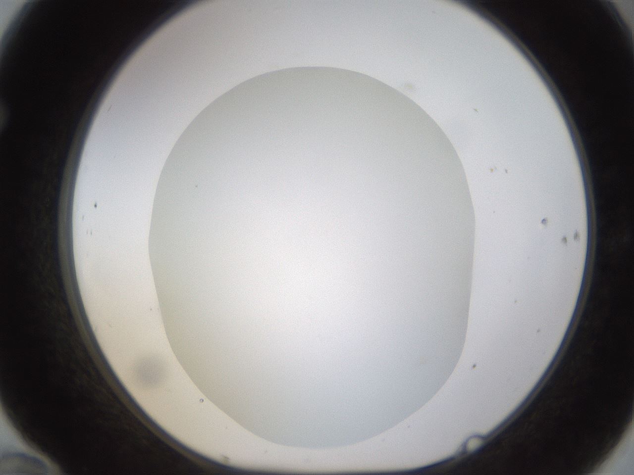 folderID432_plateID1432_batchID5439_wellNum70_profileID1_d1_r88099_ef.jpg