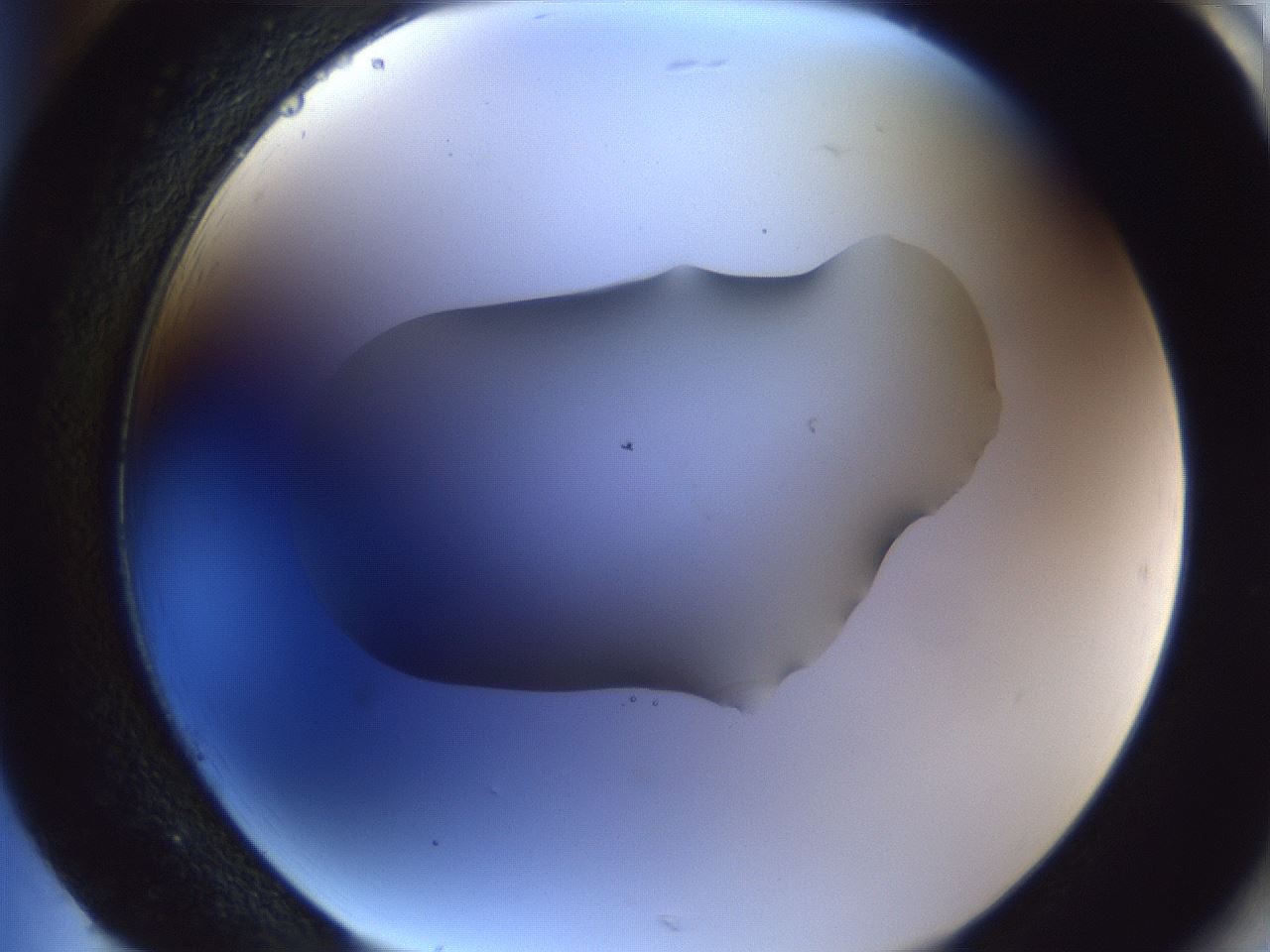 folderID52_plateID1052_batchID2254_wellNum85_profileID1_d2_r47674_ef.jpg