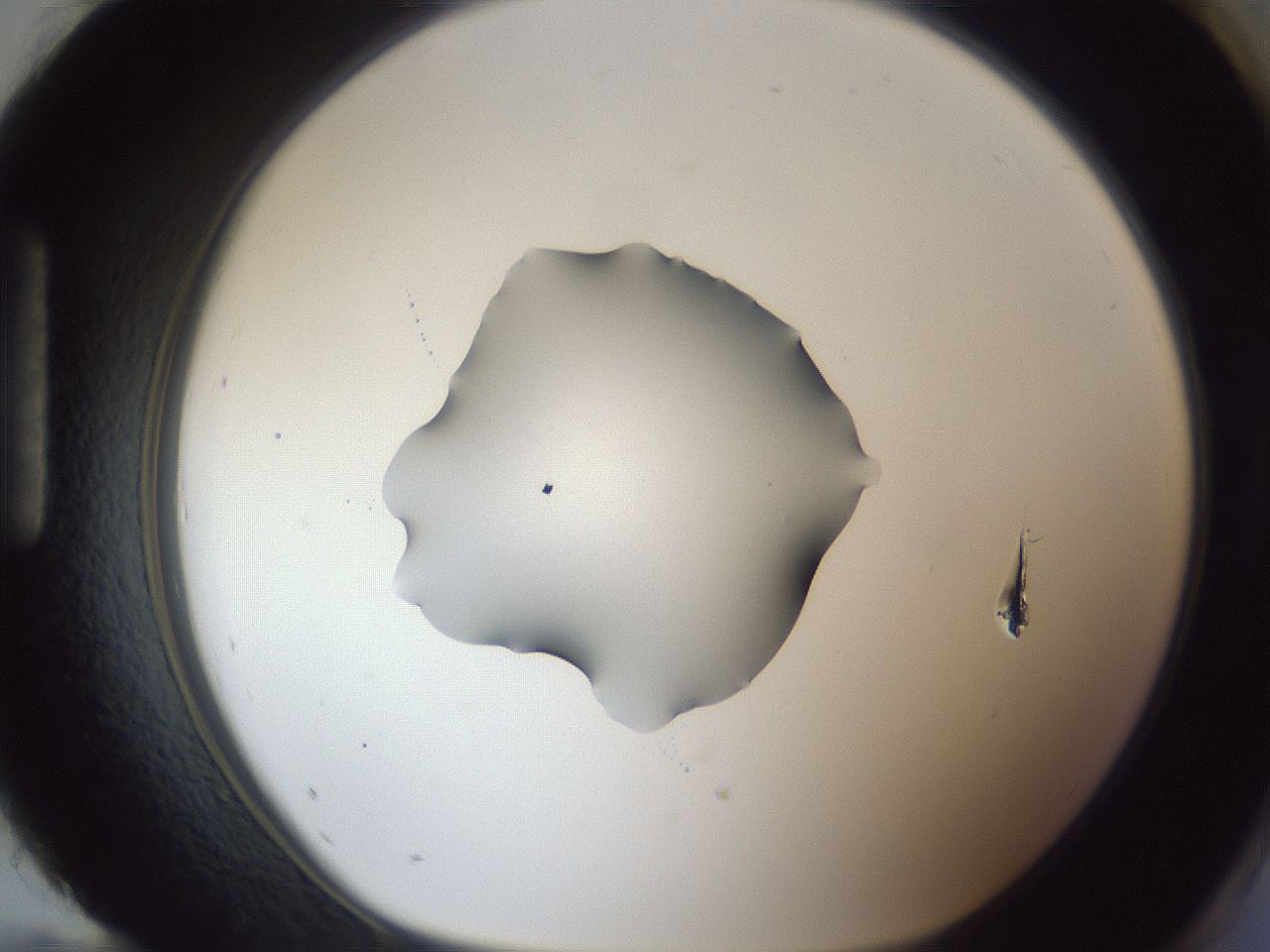 folderID52_plateID1052_batchID2254_wellNum96_profileID1_d1_r47695_ef.jpg