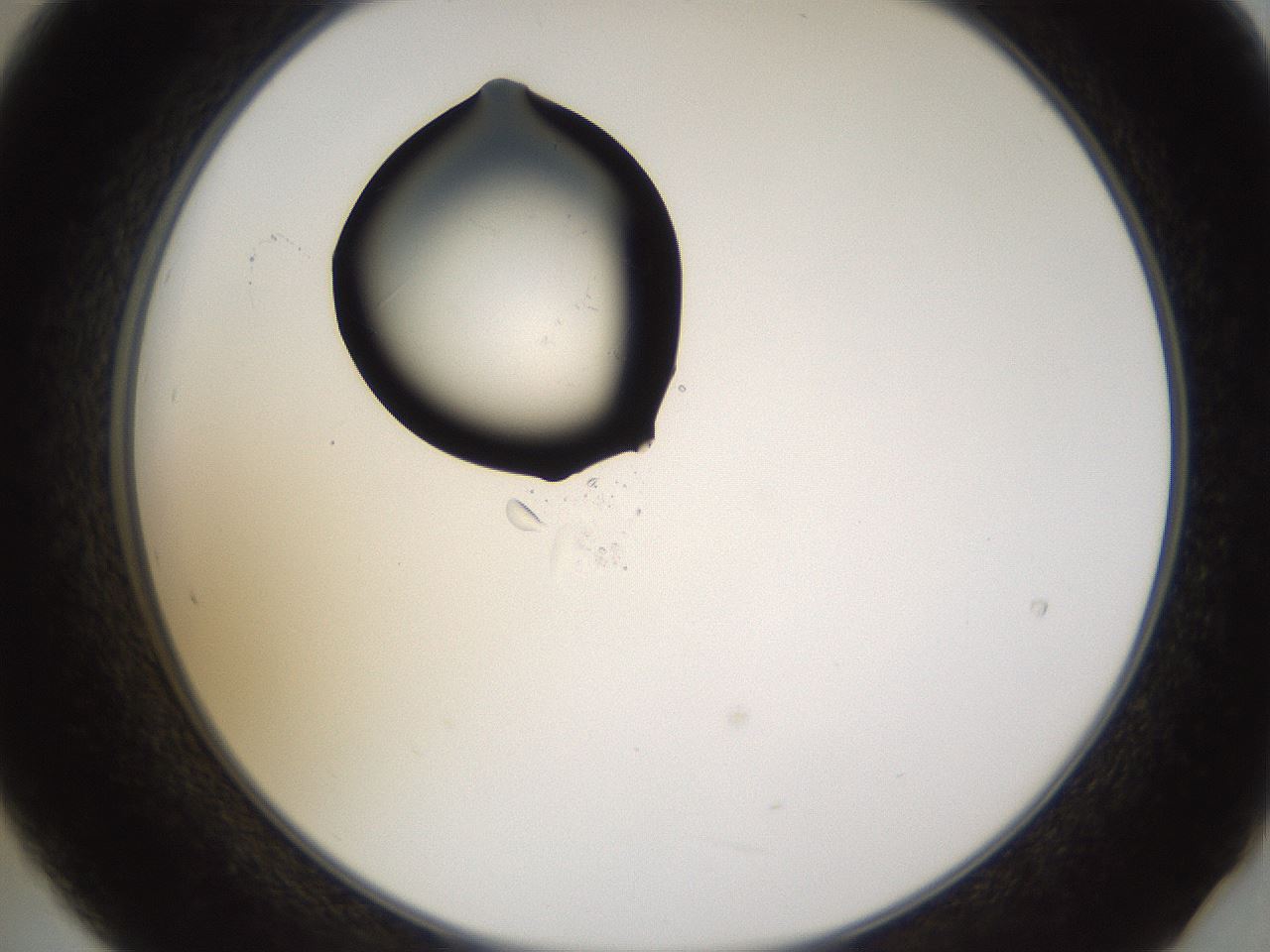 folderID433_plateID1433_batchID5440_wellNum21_profileID1_d2_r88386_ef.jpg