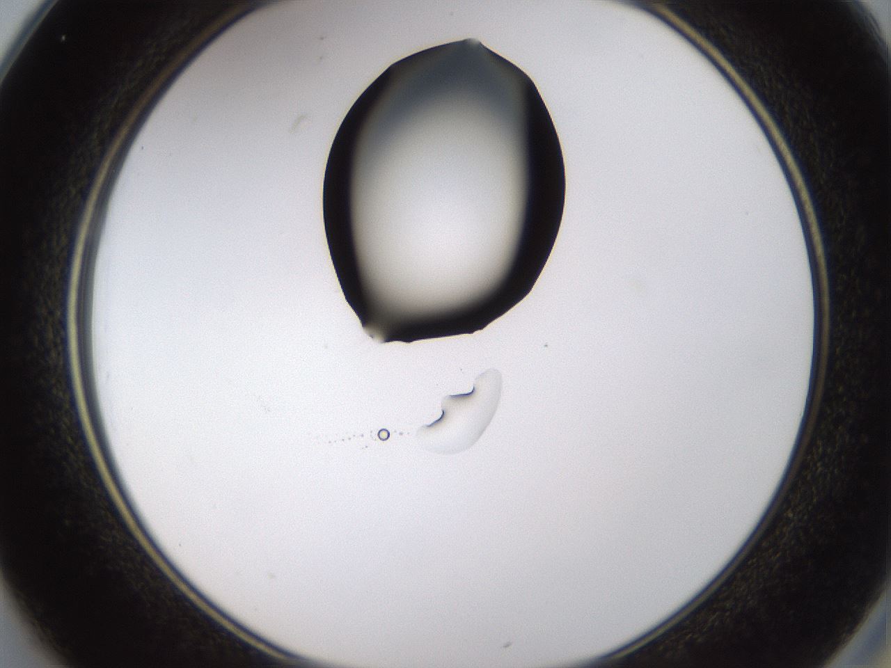 folderID433_plateID1433_batchID5440_wellNum25_profileID1_d2_r88394_ef.jpg