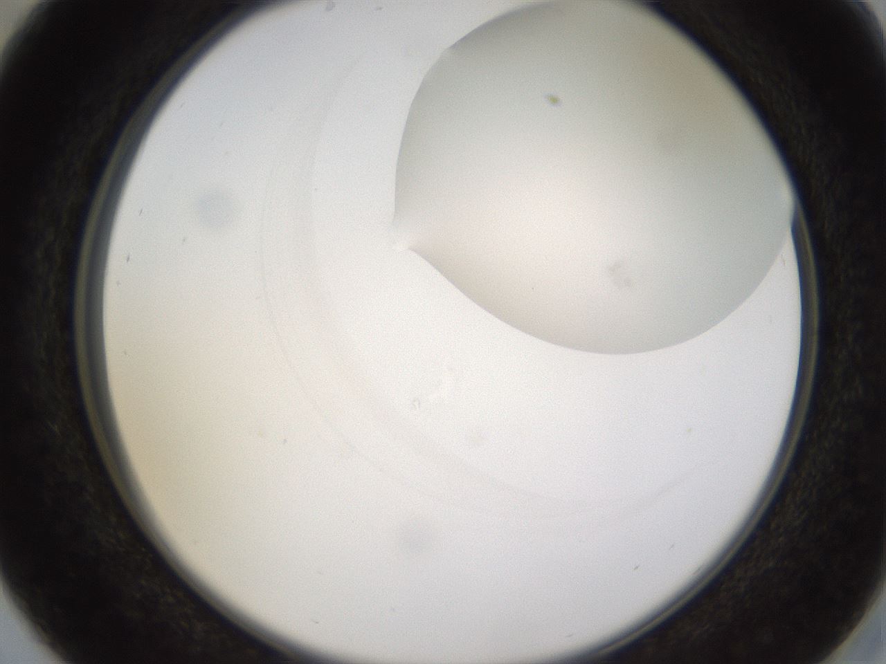 folderID433_plateID1433_batchID5440_wellNum29_profileID1_d2_r88402_ef.jpg