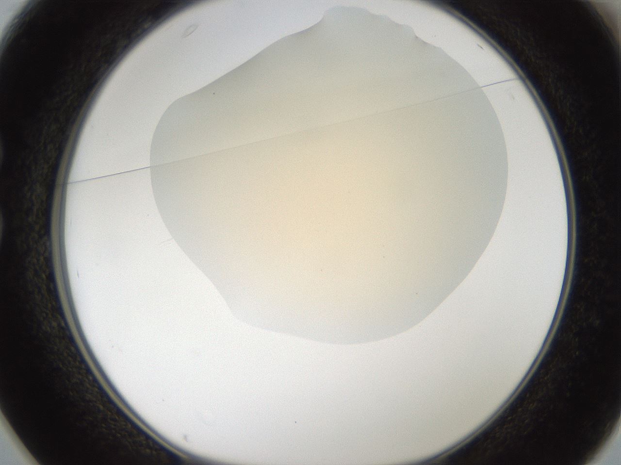 folderID52_plateID2052_batchID9022_wellNum25_profileID1_d1_r138471_ef.jpg