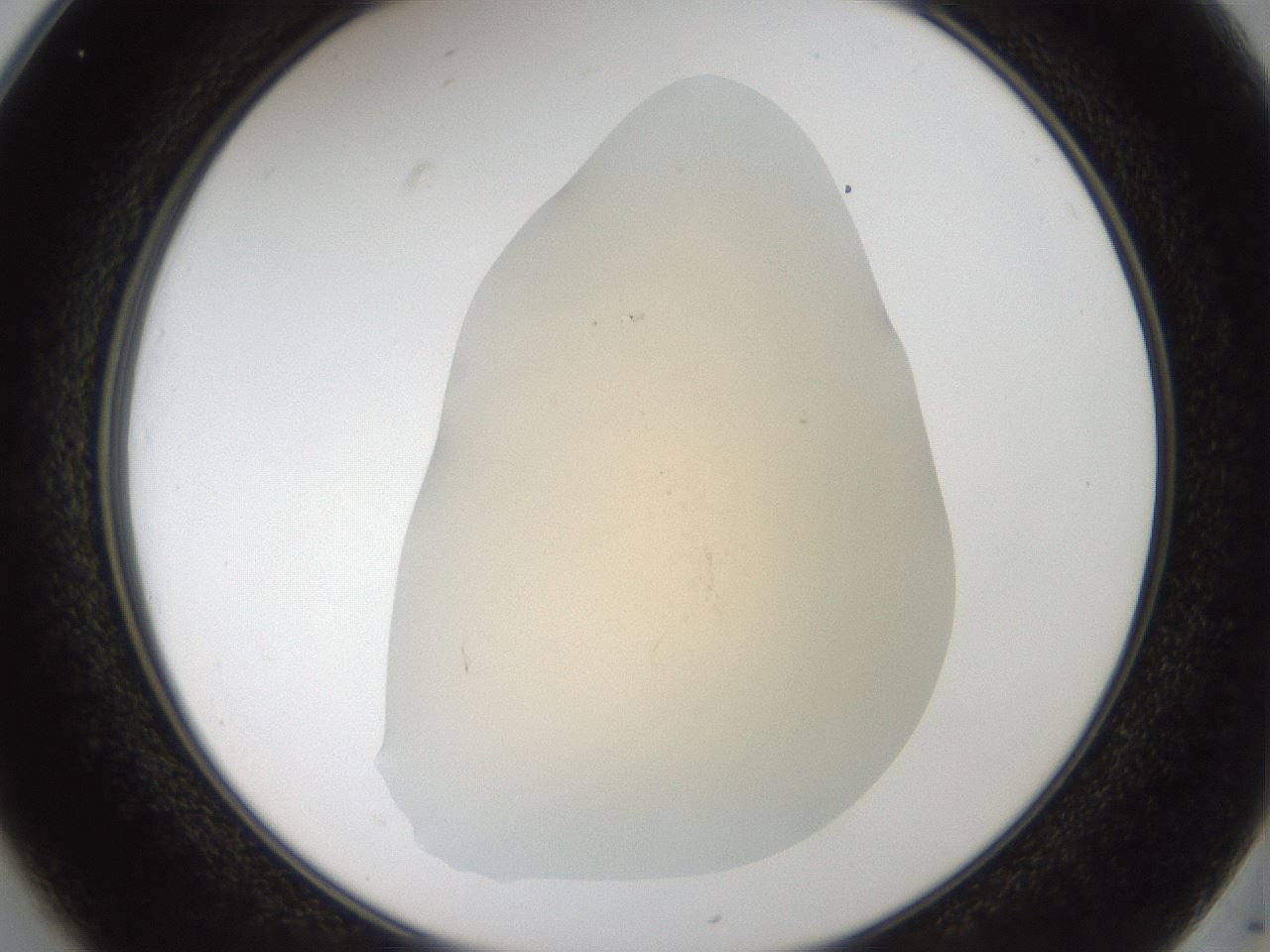 folderID52_plateID2052_batchID9022_wellNum25_profileID1_d2_r138472_ef.jpg
