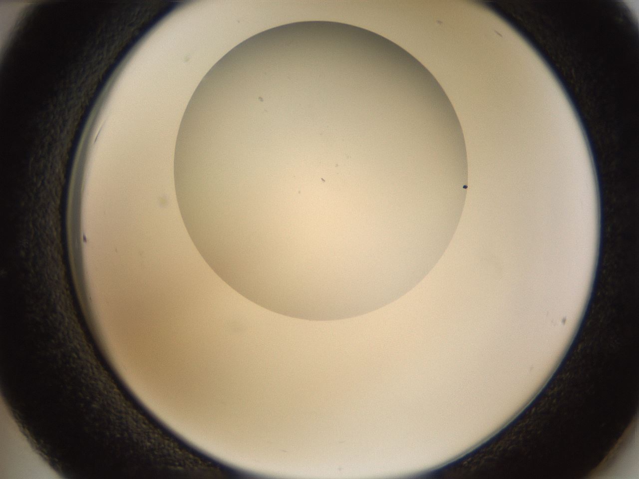 folderID433_plateID1433_batchID5440_wellNum36_profileID1_d2_r88416_ef.jpg