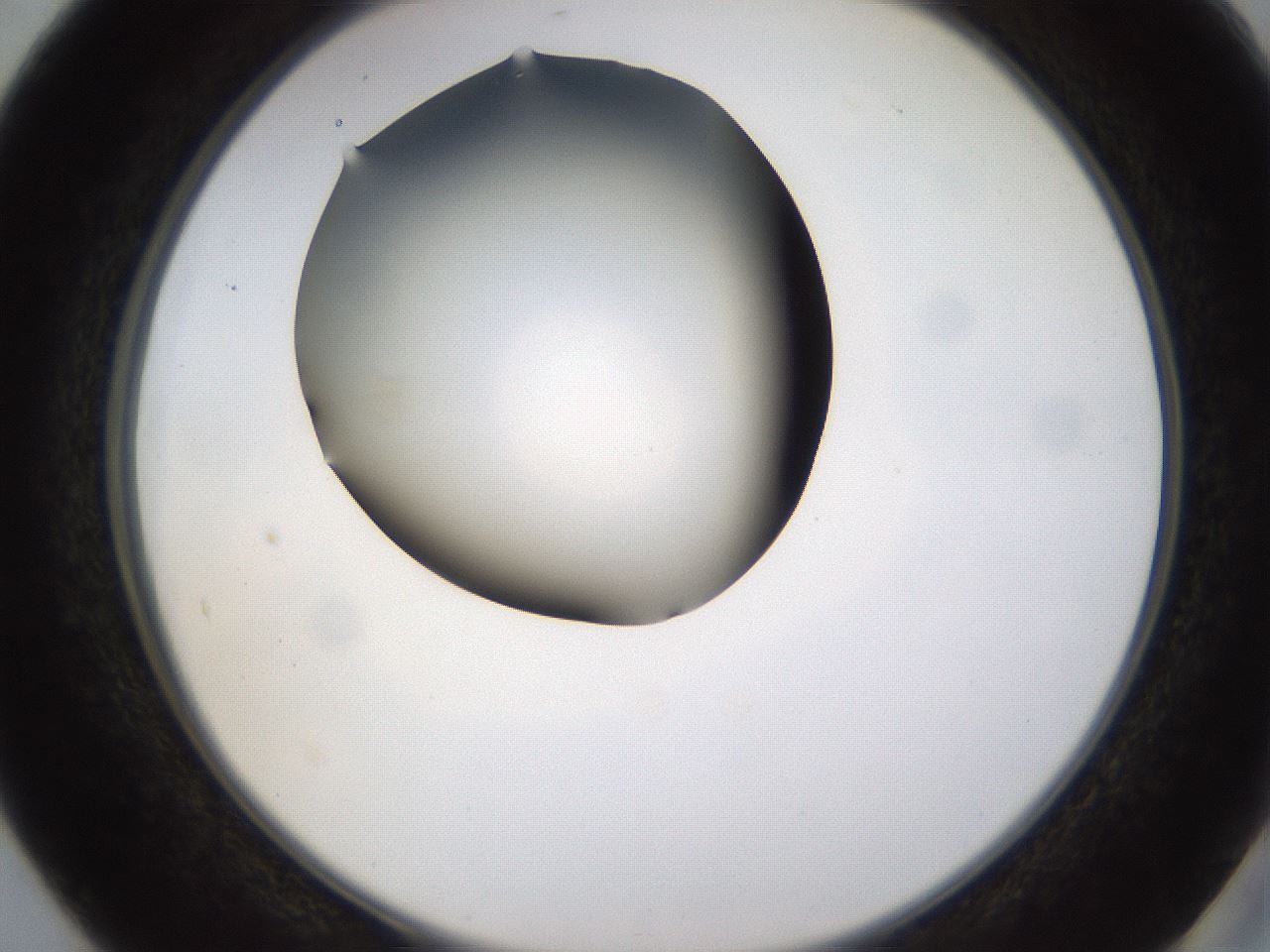 folderID433_plateID1433_batchID5440_wellNum40_profileID1_d2_r88424_ef.jpg