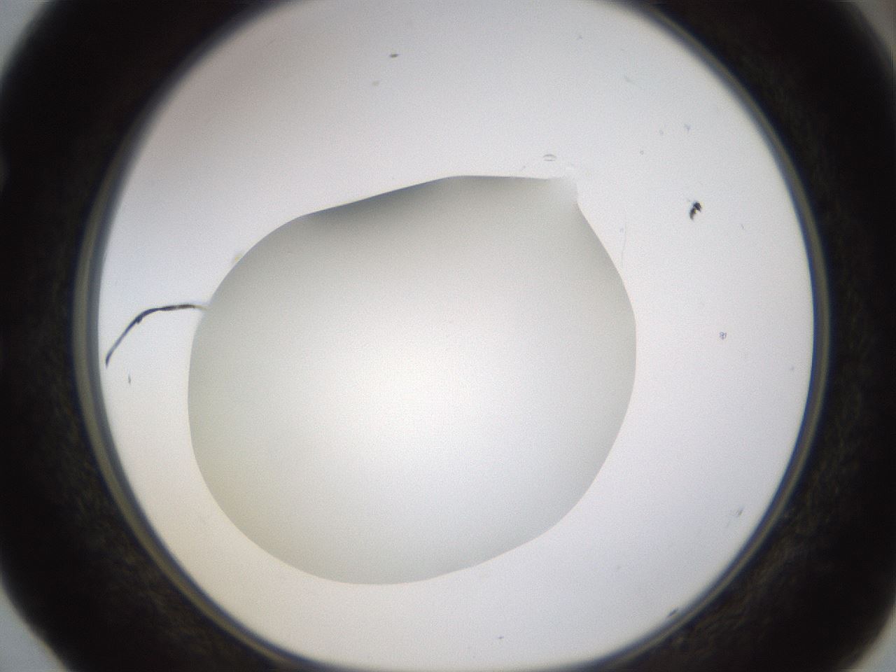 folderID433_plateID1433_batchID5440_wellNum52_profileID1_d1_r88447_ef.jpg
