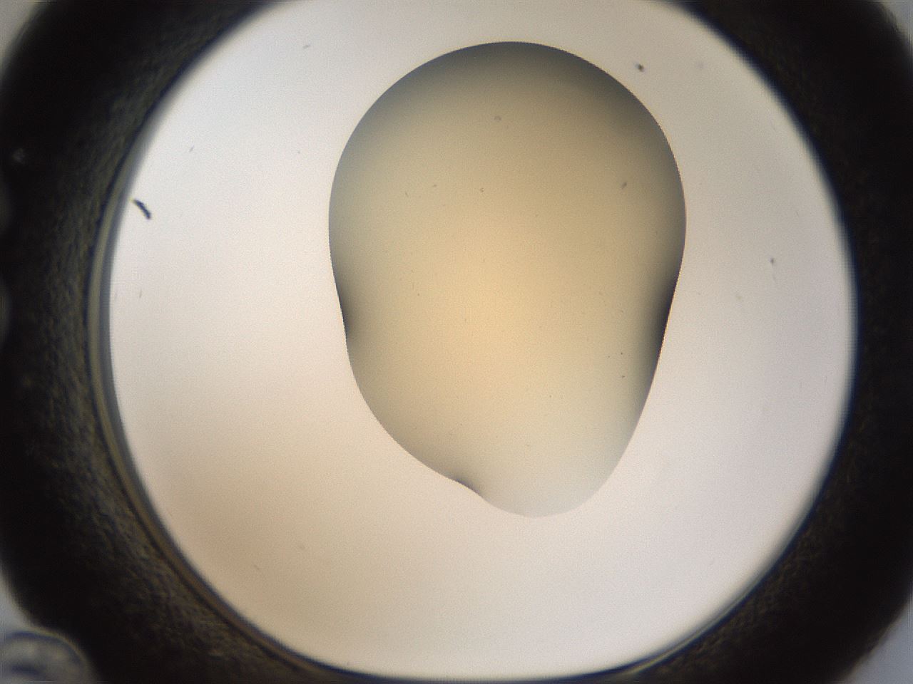folderID52_plateID2052_batchID9022_wellNum36_profileID1_d1_r138493_ef.jpg