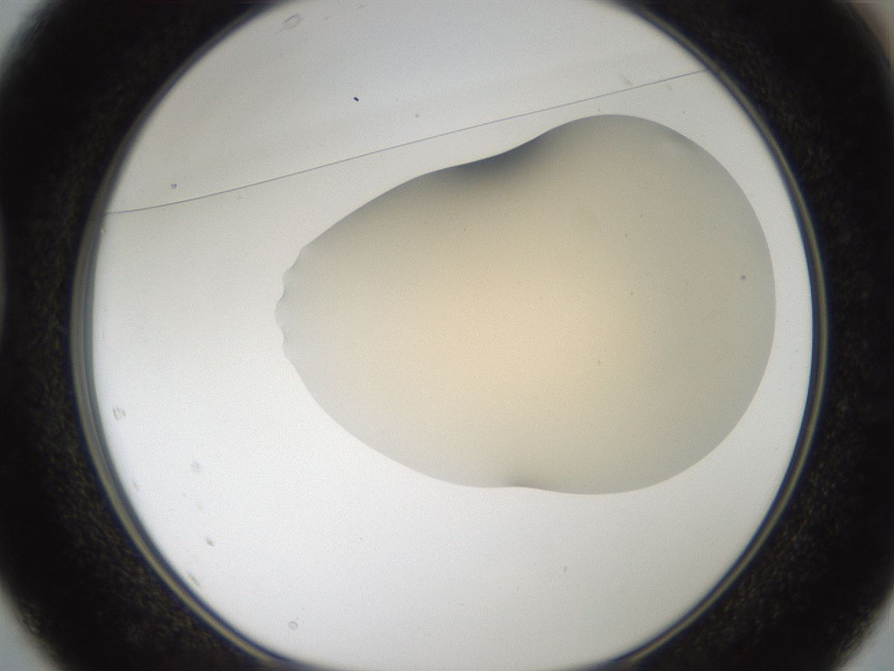 folderID52_plateID2052_batchID9022_wellNum37_profileID1_d1_r138495_ef.jpg