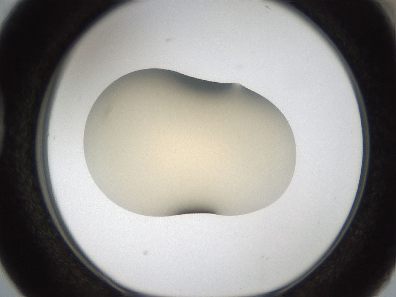 folderID52_plateID2052_batchID9022_wellNum38_profileID1_d1_r138497_ef.jpg