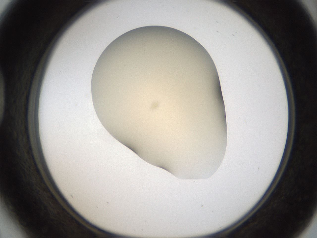 folderID52_plateID2052_batchID9022_wellNum41_profileID1_d1_r138503_ef.jpg