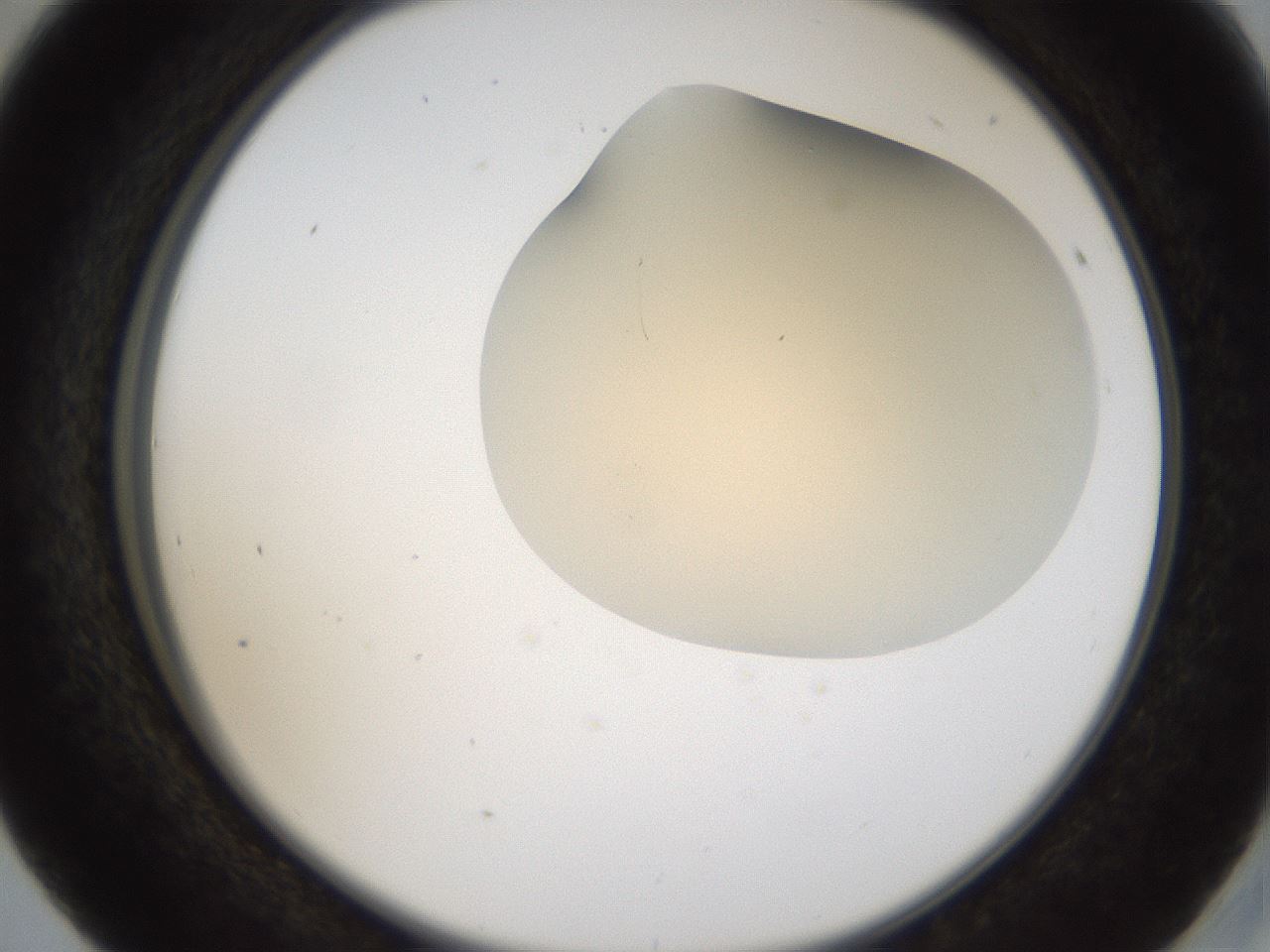 folderID52_plateID2052_batchID9022_wellNum41_profileID1_d2_r138504_ef.jpg