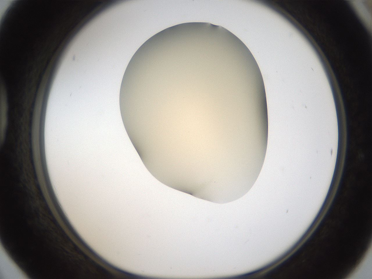 folderID52_plateID2052_batchID9022_wellNum42_profileID1_d1_r138505_ef.jpg