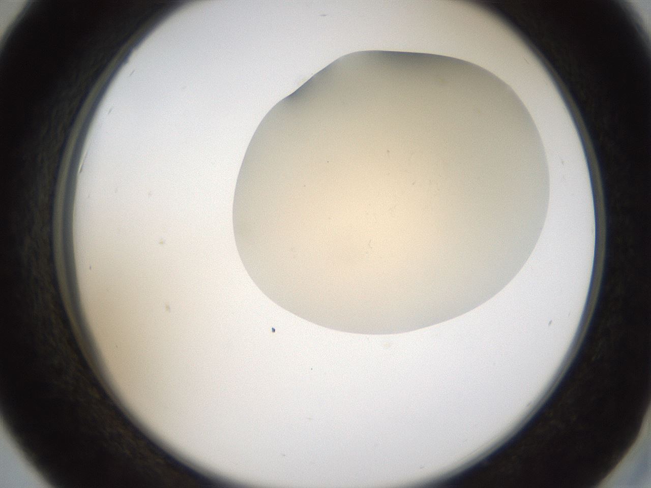 folderID52_plateID2052_batchID9022_wellNum42_profileID1_d2_r138506_ef.jpg
