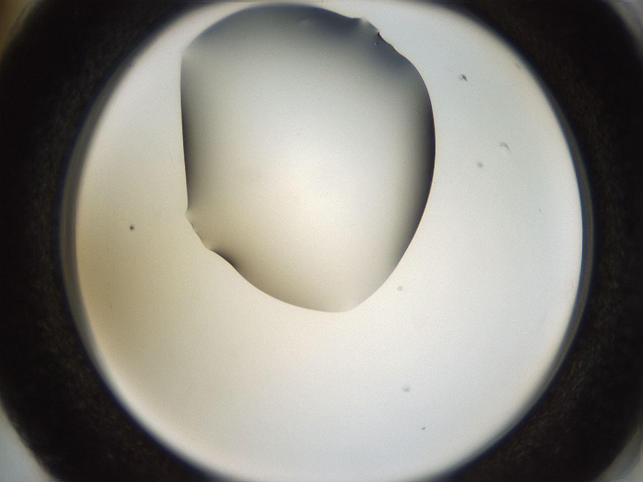 folderID433_plateID1433_batchID5440_wellNum74_profileID1_d2_r88492_ef.jpg