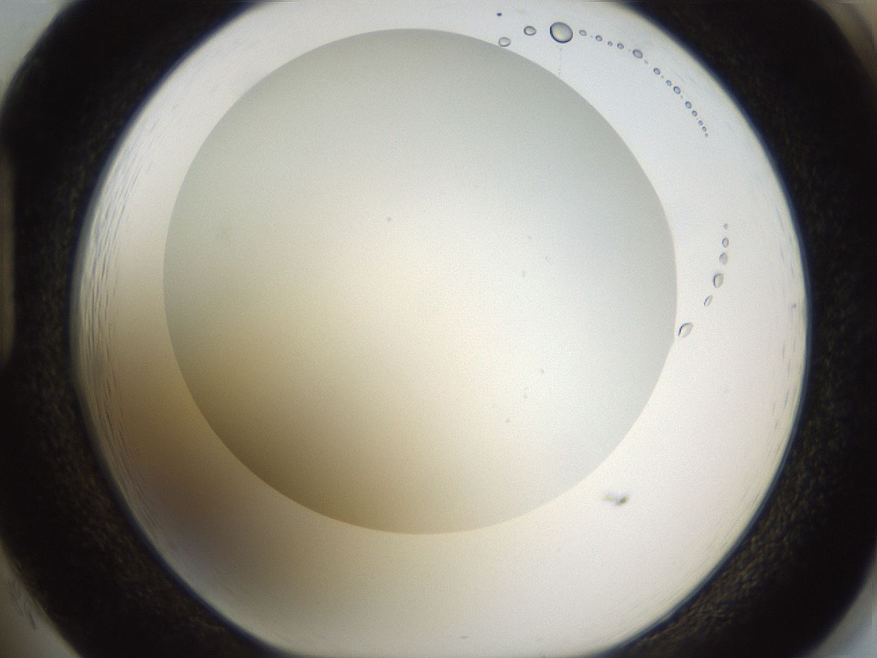 folderID433_plateID1433_batchID5440_wellNum85_profileID1_d1_r88513_ef.jpg